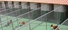 hotel-para-animais-em-saquarema-1447593224