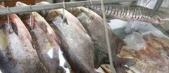 peixaria-em-saquarema-1447277771