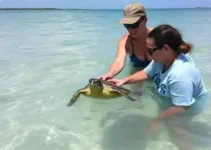 soltura de tartaruga-verde