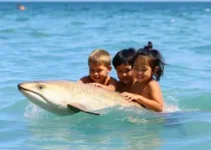 Vivo Rio Pro